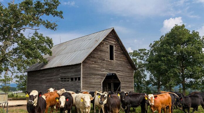Îngrijirea animalelor domestice pe timpul verii. 5 reguli esențiale