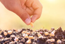 Agricultura pe înțelesul tuturor – Semănați corect porumbul