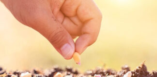 Agricultura pe înțelesul tuturor – Semănați corect porumbul