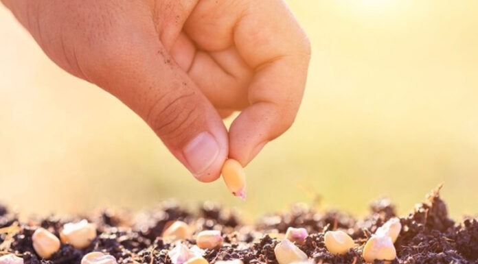 Agricultura pe înțelesul tuturor – Semănați corect porumbul