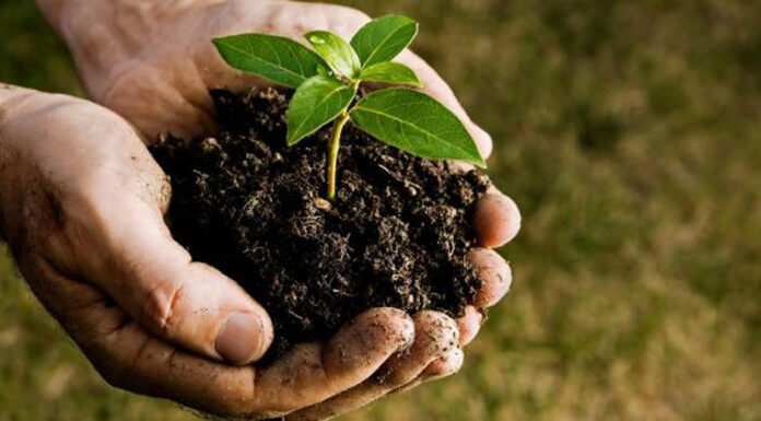 Agricultura pe înțelesul tuturor – Cum să ne purtăm prietenos cu natura, dar să ne protejăm și culturile (II)