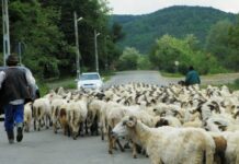 Tradiţii ancestrale – TRANSHUMANŢA