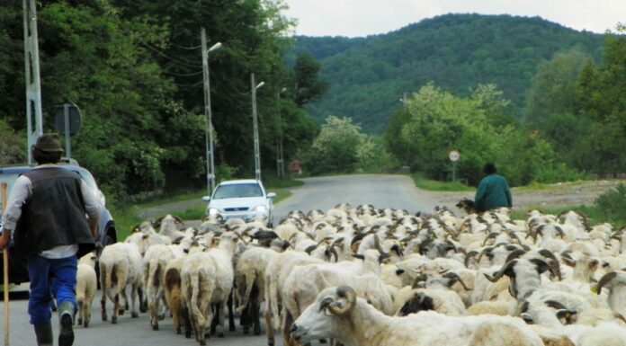 Tradiţii ancestrale – TRANSHUMANŢA