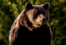 Un urs și-a făcut apariția în Bumbești-Jiu