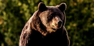 Un urs și-a făcut apariția în Bumbești-Jiu