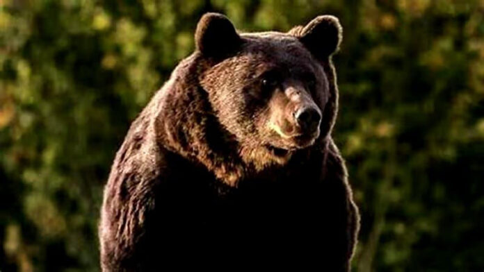 Un urs și-a făcut apariția în Bumbești-Jiu