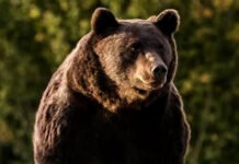Un urs și-a făcut apariția în comuna Stejari