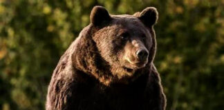 Un urs și-a făcut apariția în comuna Stejari