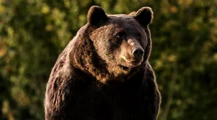 Mesaj Ro-Alert, după ce un urs a fost văzut în Bumbești-Jiu