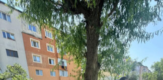 Ziua Internațională de Luptă Împotriva Abuzului și Traficului Ilicit de Droguri, marcată de polițiști