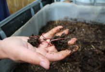 Agricultura pe înțelesul tuturor – Biohumusul de râmă