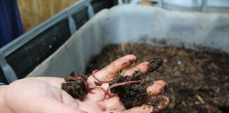 Agricultura pe înțelesul tuturor – Biohumusul de râmă