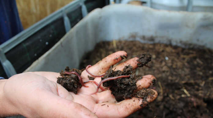 Agricultura pe înțelesul tuturor – Biohumusul de râmă