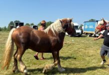 Spectacol cabalin la Ciuperceni. Tradiție reînviată
