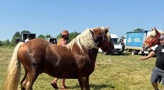 Spectacol cabalin la Ciuperceni. Tradiție reînviată
