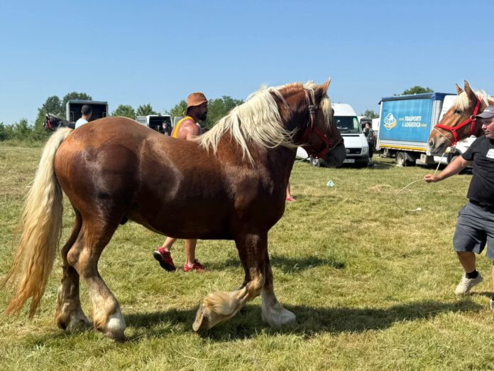 Spectacol cabalin la Ciuperceni. Tradiție reînviată