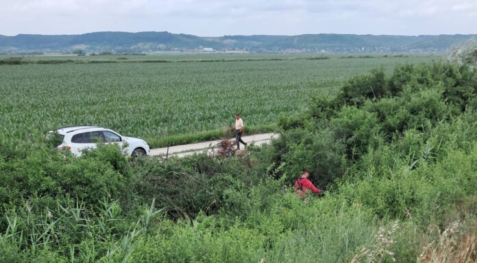 Barajul Ișalnița, curățat de lucrătorii Apele Române