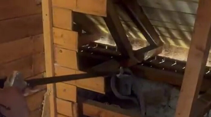 VIDEO: Momente de panică într-o casă din Bărbătești! Un șarpe imens a fost găsit în pod