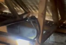 VIDEO: Șarpe imens prins de jandarmi în podul unei case din Bărbătești