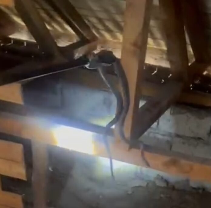 VIDEO: Șarpe imens prins de jandarmi în podul unei case din Bărbătești