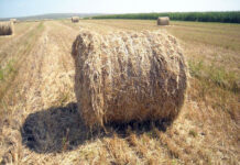 Au ajuns la cuțite pentru niște baloți de paie. O familie întreagă, condamnată la închisoare