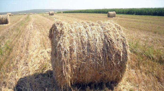 Au ajuns la cuțite pentru niște baloți de paie. O familie întreagă, condamnată la închisoare