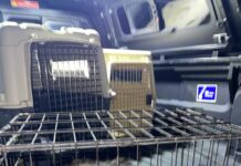 Pui de câine abandonat, salvat de Protecția Animalelor Gorj