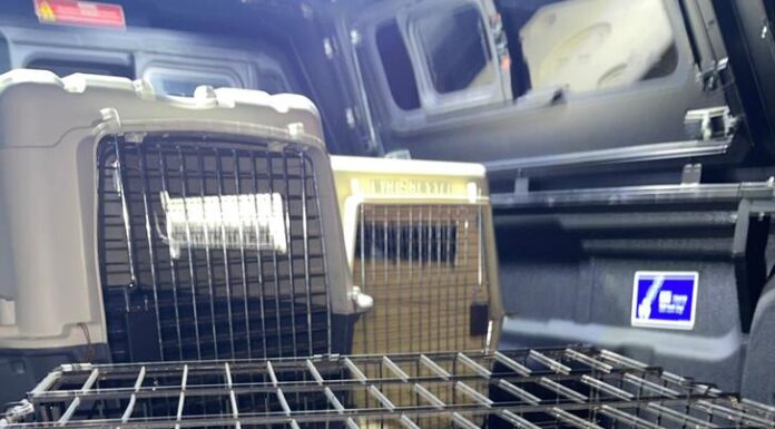 Pui de câine abandonat, salvat de Protecția Animalelor Gorj