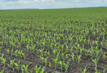 Agricultura pe înțelesul tuturor – Vine vara secetoasă