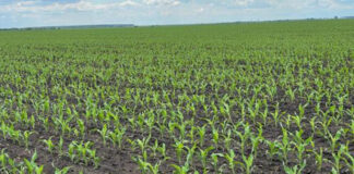 Agricultura pe înțelesul tuturor – Vine vara secetoasă