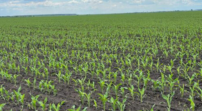 Agricultura pe înțelesul tuturor – Vine vara secetoasă