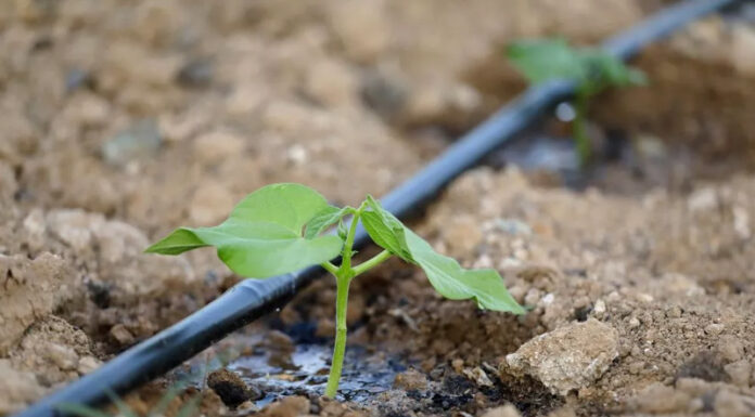 Agricultura pe înțelesul tuturor – Vine vara secetoasă