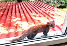 Baza Salvamont Gorj, vizitată de jder simpatic