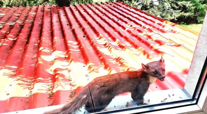 Baza Salvamont Gorj, vizitată de jder simpatic