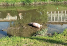 Groază pe Jiu! Porci morți plutind pe apă. Oamenii intră în panică