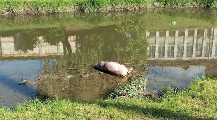 Groază pe Jiu! Porci morți plutind pe apă. Oamenii intră în panică
