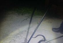 Șarpe de peste un metru și jumătate, găsit într-o magazie din Ciuperceni