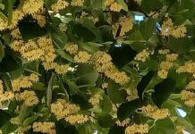 „Floarea Teiului” aduce tradiția și voia bună la Negomir