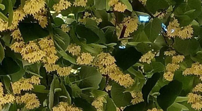 „Floarea Teiului” aduce tradiția și voia bună la Negomir