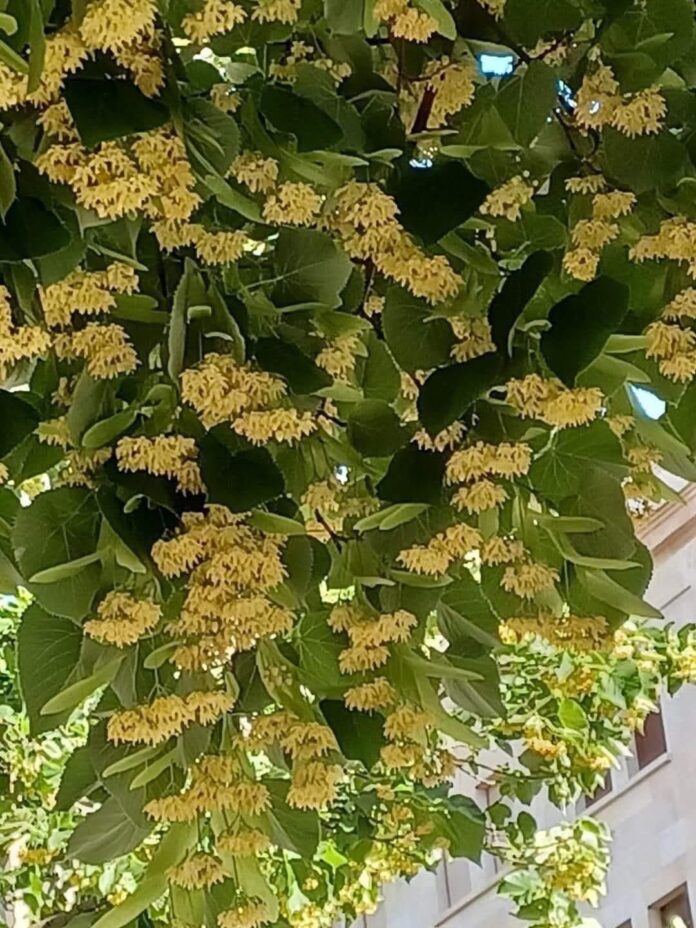 „Floarea Teiului” aduce tradiția și voia bună la Negomir