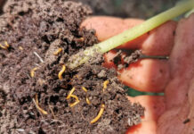 Agricultura pe înțelesul tuturor – O problemă serioasă – viermii sârmă