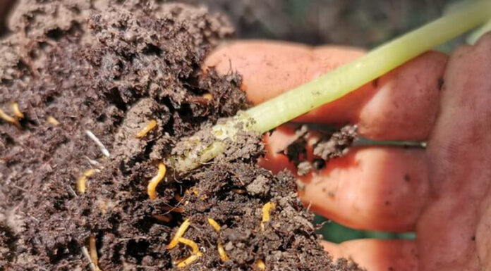 Agricultura pe înțelesul tuturor – O problemă serioasă – viermii sârmă