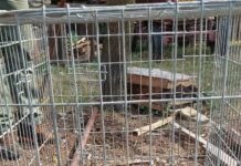 FOTO/VIDEO: Râs prins de jandarmi, la Runcu