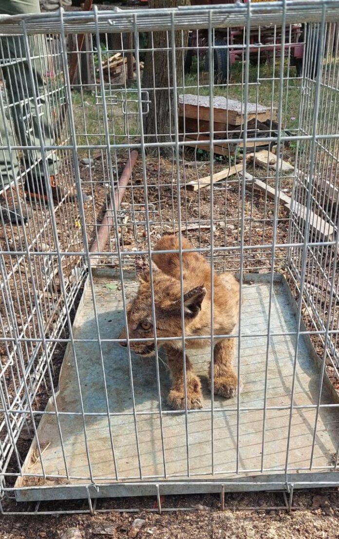 FOTO/VIDEO: Râs prins de jandarmi, la Runcu