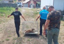 VIDEO: Pui de râs, prins în curtea unui localnic din Runcu