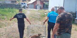 VIDEO: Pui de râs, prins în curtea unui localnic din Runcu