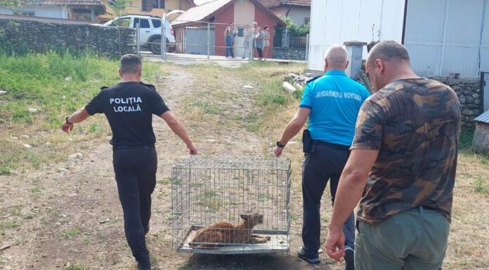 VIDEO: Pui de râs, prins în curtea unui localnic din Runcu