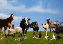 Agricultura pe înțelesul tuturor – Declarația Universală a Drepturilor Animalelor