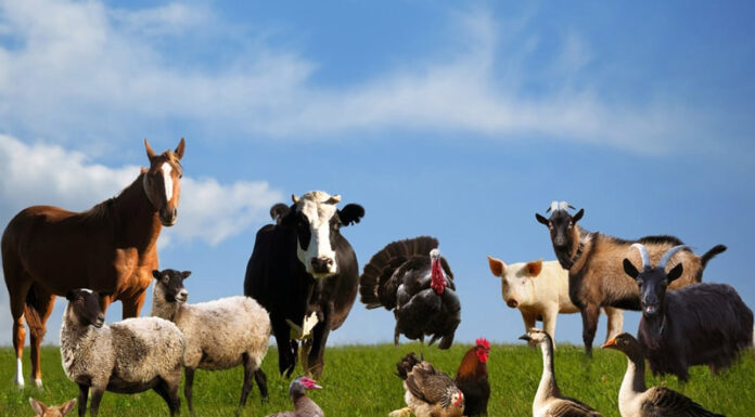 Agricultura pe înțelesul tuturor – Declarația Universală a Drepturilor Animalelor