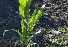 Avertizați să nu mai folosească apa potabilă pentru udatul grădinilor